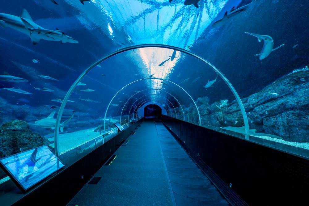 Singapore Tour with Cruise